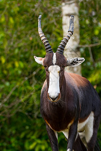 Bontebok 动物园的星座栖息地动物羚羊背景图片