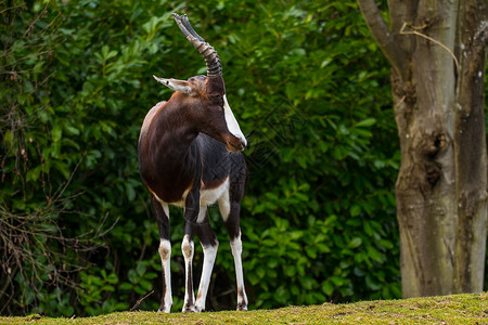 Bontebok 动物园的星座栖息地羚羊动物背景图片