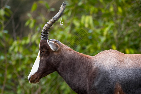 Bontebok 动物园的星座动物栖息地羚羊背景图片