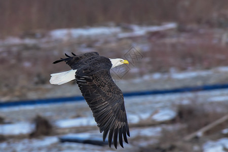 巨鹰北华盛顿州诺克萨克河上的老鹰背包航班野生动物阳光栖息地飞行背景