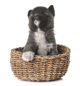 美洲小狗黑色篮子动物工作室宠物棕色背景图片