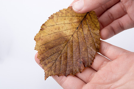 手握着白色背景的干枯秋叶植物叶子干叶棕色季节水彩黄色树叶背景图片