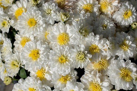 作为背景的美丽花朵植物群园艺花瓶场地草地蝴蝶环境植物雏菊礼物背景图片