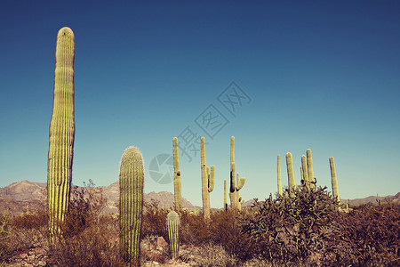 仙地植物群日落公园草原沙漠国家背景图片