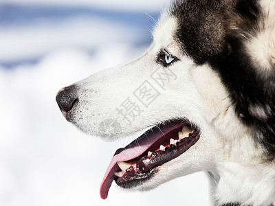 西部利亚雪橇犬可爱的西伯利亚哈士奇狗在户外散步毛皮动物食肉小狗舌头宠物朋友哺乳动物荒野眼睛背景