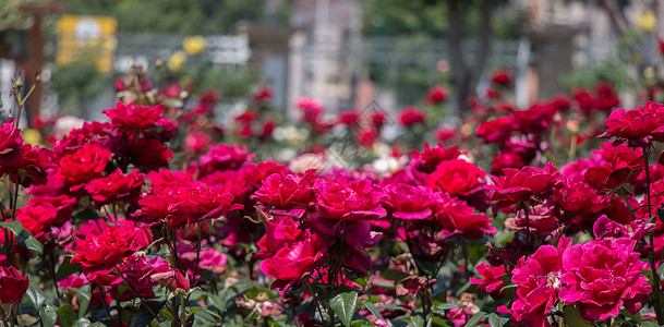 花园里花朵多彩的玫瑰植物群植物花瓣红色墙纸背景图片
