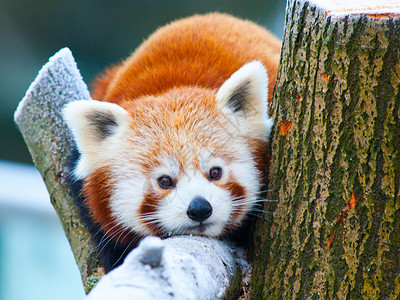 红熊猫躺在树枝上濒危大熊猫栖息地野生动物宠物富根动物园动物毛皮森林中国高清图片素材