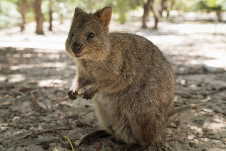 有袋动物野生动物澳大利亚西部高清图片