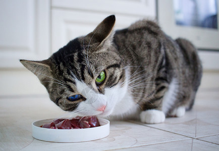 蓝绿眼睛的猫吃饭碗里的食物五颜六色的高清图片素材