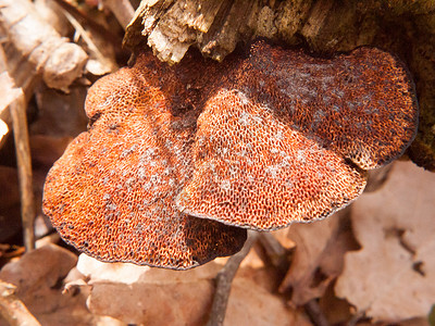 薄荷胶囊蘑菇树的底部密闭 立木宏观细节背景图片