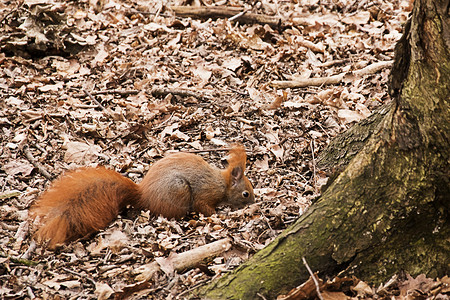 红松鼠在公园里寻找食物动物尾巴森林林地动物群野生动物哺乳动物红色棕色环境苏格兰高清图片素材