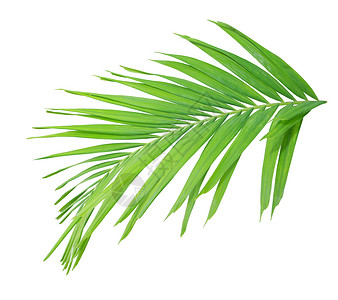 白背景孤立的绿棕榈叶叶子棕榈绿色椰子热带背景图片