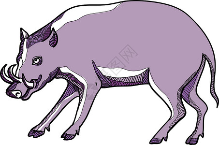 坎加鲁岛Babirusa或鹿猪绘画插画