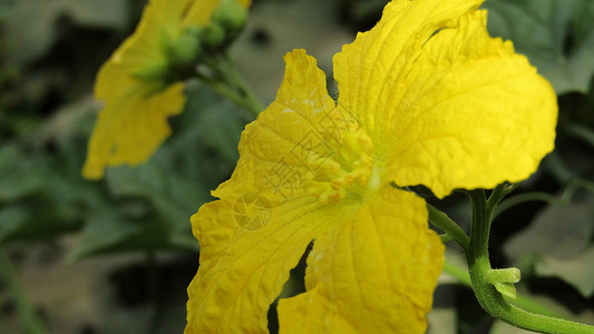 黄花花瓣花朵黄色背景图片