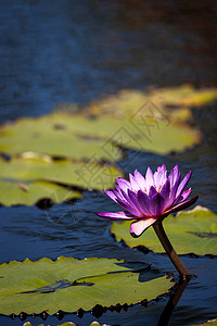 蓝星水利百合紫色星星蓝色池塘水生植物条纹紫花睡莲叶睡莲荷花背景图片
