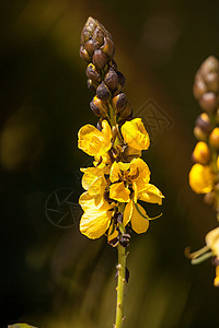 明亮的鲜花 爆米花Senna 也称为黄色花朵背景图片