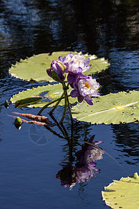 紫色和白色睡莲睡莲紫花蓝花花园植物池塘高清图片