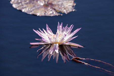 紫紫水百合新双叶花花红睡莲条纹百合睡莲叶荷花池塘水生植物花园粉红色红花背景图片