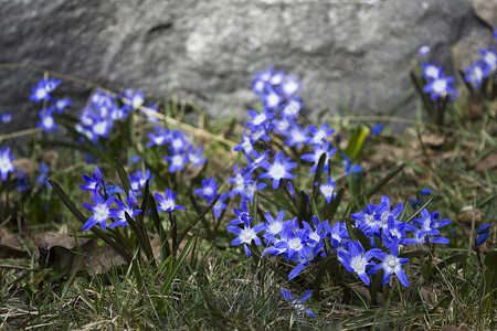 春初花 在瑞典斯德哥尔摩花瓣宏观观赏植物荒野雪花蓝色海鞘双叶草本植物背景图片