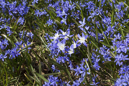 春初花 在瑞典斯德哥尔摩蓝色野花季节双叶宏观花瓣花坛植物园艺公园背景图片