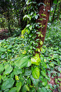 丛林热带植物群山脉村庄旅行绿色娱乐森林树木薄雾夏威夷高清图片素材