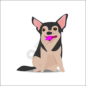 奔跑黑色小狗坐在姿势上的可爱的吉娃娃狗 矢量插图设计图片