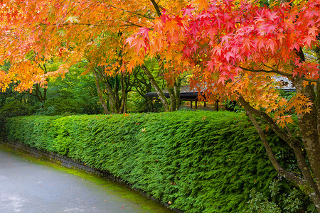 与秋天的日本绿树线条横行路径背景