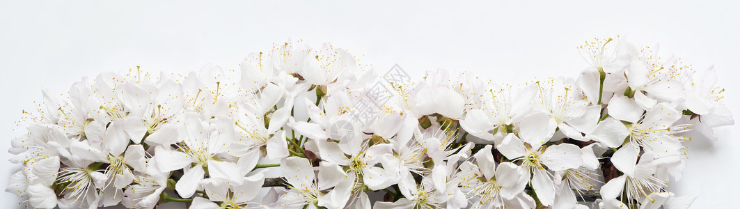 白樱花以浅灰色背景开花背景图片