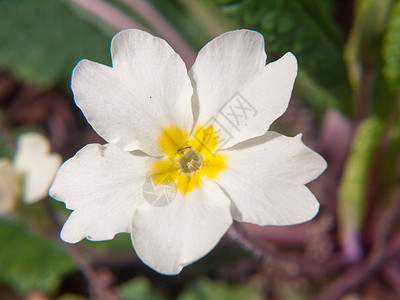 特写春天的报春花宏观花瓣花美丽季节植物学野生动物叶子树叶草本植物花园花环公园植物背景图片