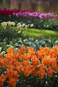 威霍肯花园的春 花背景 郁金香场地植物群花束草地阳光蓝色野花季节射线太阳背景