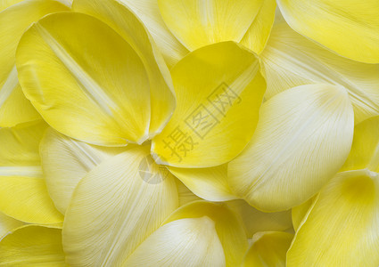 黄黄色的郁金香花瓣日光色调植物群淡黄色黄色眼泪阴影优美背景图片