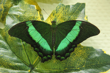 在绿色 lea 的热带蝴蝶翡翠凤蝶背景图片