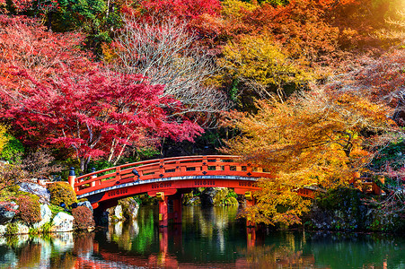 花园池塘日本秋天季节 美丽的秋天公园背景