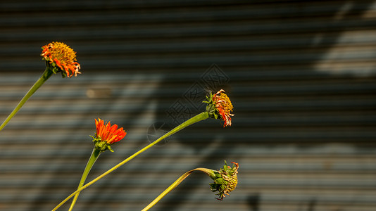 橙色雏菊-新鲜和垂死/干燥-在波纹状的背景夏天高清图片素材