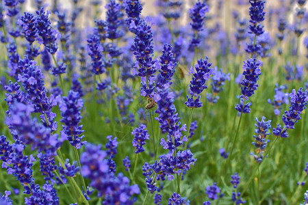 熏衣草田的色度 清漆者背景 软焦点 淡紫黄蜜蜂背景