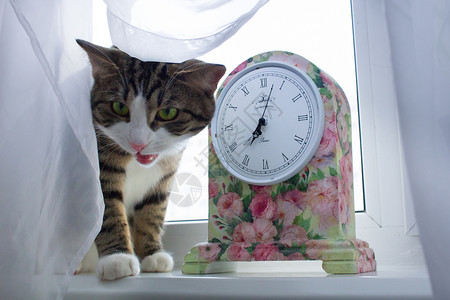 时钟与猫窗台上的猫 花粉多彩的时钟被白幕遮盖背景