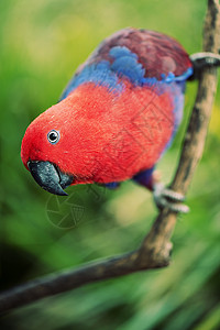 赤红罗塞拉森林红色鹦鹉蓝色羽毛背景图片