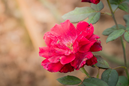花园里的玫瑰花情人植物群树叶花瓣日光绿色玫瑰粉色背景图片