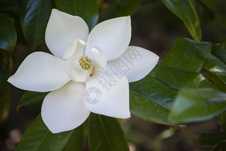 白色玉兰花瓣南木兰花的详情植物植物群玉兰花园花瓣白色大花季节雌蕊绿色背景