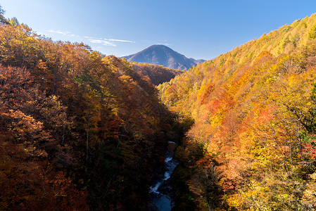 中津川福岛秋天峡谷红色溪流旅游叶子旅行季节绿色流动游客背景图片