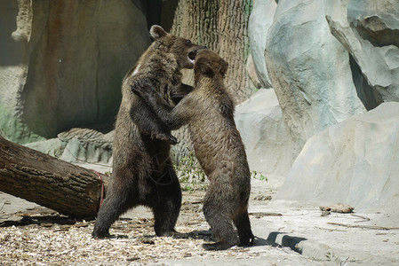 动物园里可爱的小棕熊棕色的高清图片素材