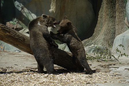 两只棕熊在原木背景上户外的高清图片素材