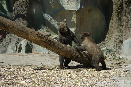 棕色的熊两只幼崽彼此对立 两棵树的树干在他们之间背景