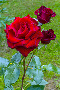 一个灌木上的一朵玫瑰的三朵花 一个已经完全溶化 两个还半芽 作为一个姐姐和两个妹妹背景