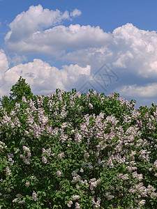 一片盛开的花红白利叶花丛 用绿百合丽莲与白云相对抗蓝天背景图片