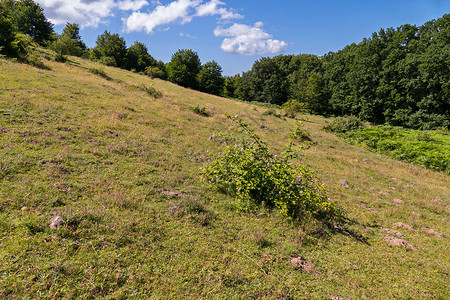 一片野玫瑰树丛 在山坡上生长 有干枯黄草晴天高清图片素材