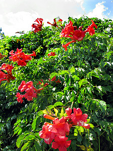 花朵宽阔的红花丛中 有茂密的绿树叶 在花园里生长 与白云覆盖的天空相对照背景图片