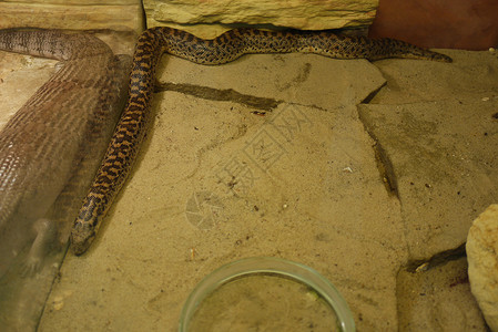 一条长长的蛇倒在一块石头地板上 玻璃后面 大蜥蜴就躺在同一个姿势下咬高清图片素材