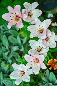 七朵美丽的白百合花开花绽放高清图片素材