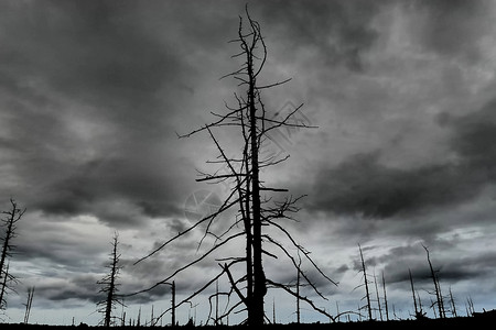 火山作用死森林 死木在多云的气候下燃烧背景